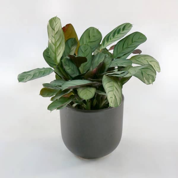 National Plant Network 4 in. Calathea Amagris (3-Pack)