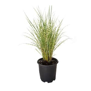 2.5 Qt. Gold Breeze(Miscanthus), Live Plant, Green and Golden-Yellow Variegated Foliage
