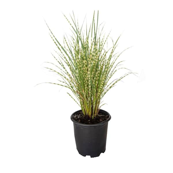 SOUTHERN LIVING 2.5 Qt. Gold Breeze(Miscanthus), Live Plant, Green and Golden-Yellow Variegated Foliage