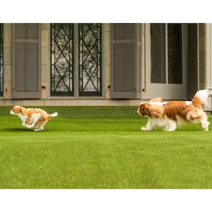 Premium Pet Turf 12 ft. Wide x Cut to Length Green Artificial Grass Carpet