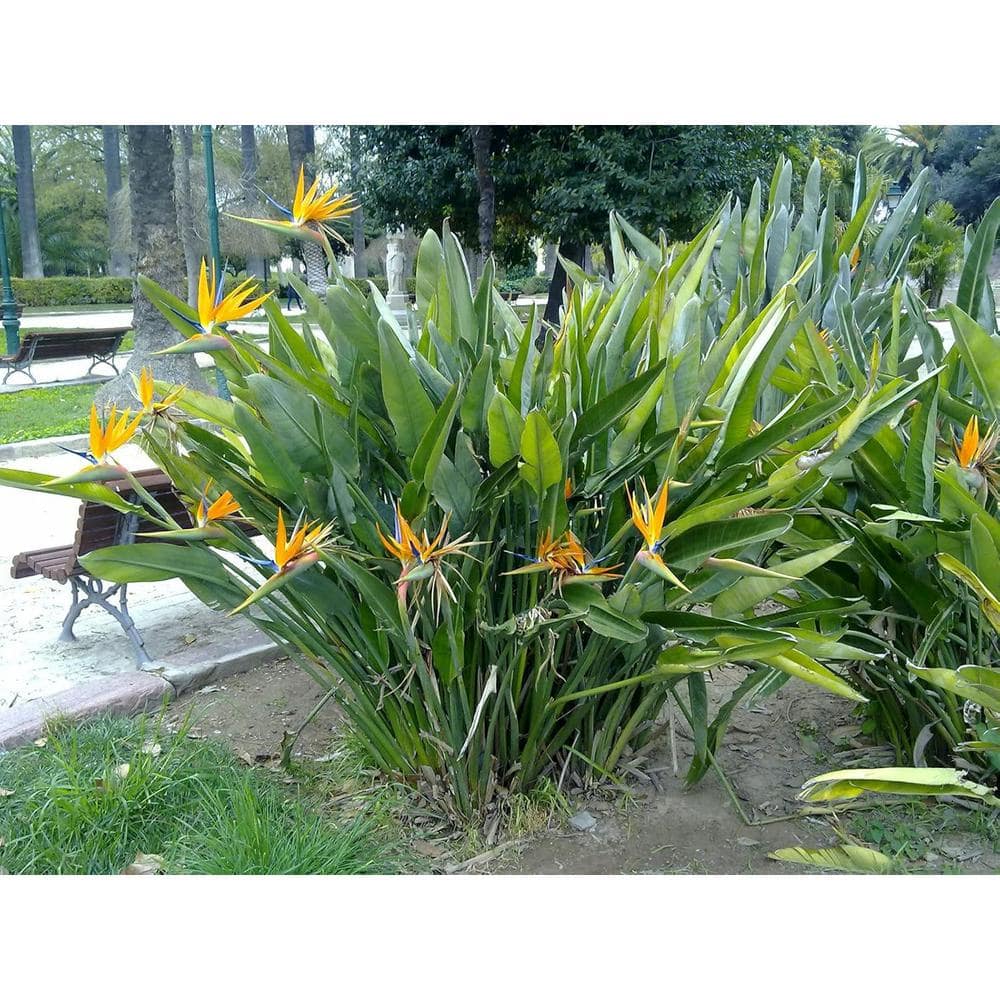 【極楽鳥/Birds of Paradise】 極楽鳥 -bird of paradise- (Gokurakuchou -bird of paradise
