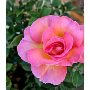 3 Gal. Julie Andrews Live Rose Plant with Pink/Gold Flowers (1-Pack)