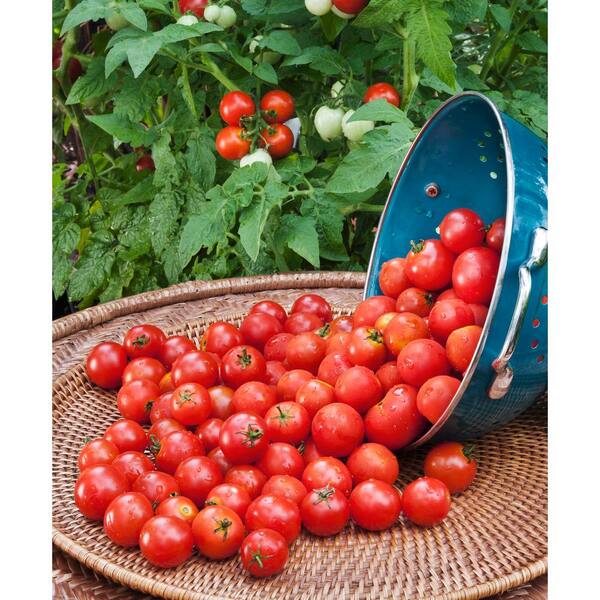 Tomato Husky Lycopersicon Esculentum Hybrid Great Garden Vegetable 30 Seeds 