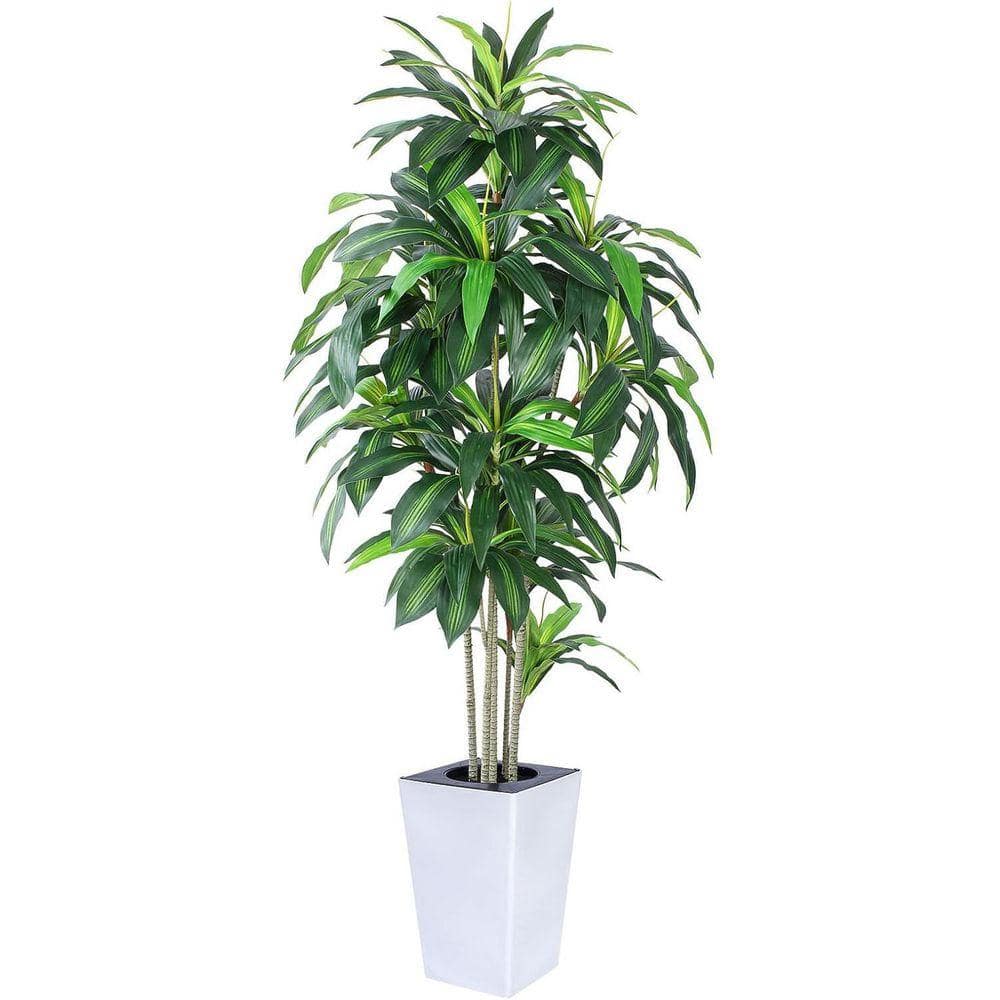 dracaena trees once human Dracaena Marginata Tricolor | Care Guide and Pro Tips - Delivery from  Toronto across Canada main image 1