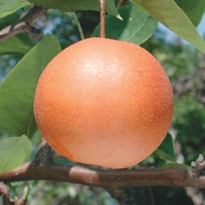 Chojuro Pear Pyrus Live Fruiting Bareroot Tree (1-Pack)