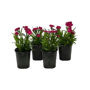 1.38 Pt. DianthusIdeal Select Rose in Grower's Pot (4-Pack)