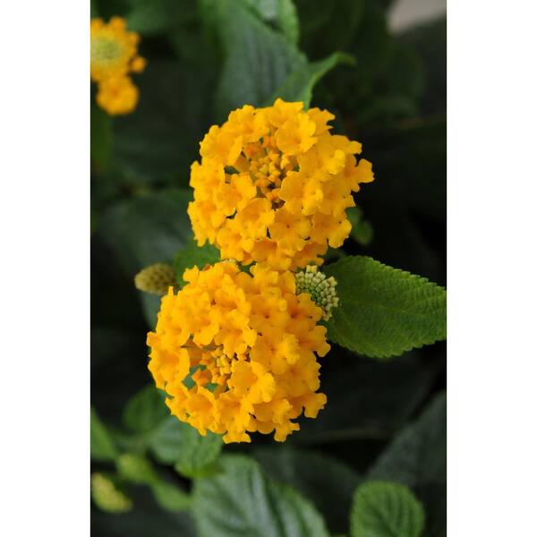 Vigoro 1 qt. lantana Little Lucky Pot of Gold Annual Live Plant (4-Pack)