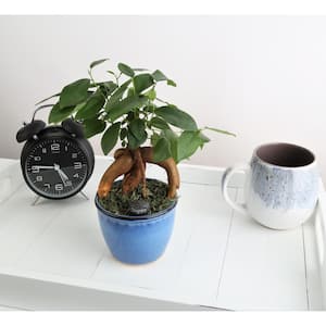 Petite Grower's Choice Ficus Bonsai Indoor Plant in 4.75 in. Ceramic Pot, Average Shipping Height 10 in. Tall