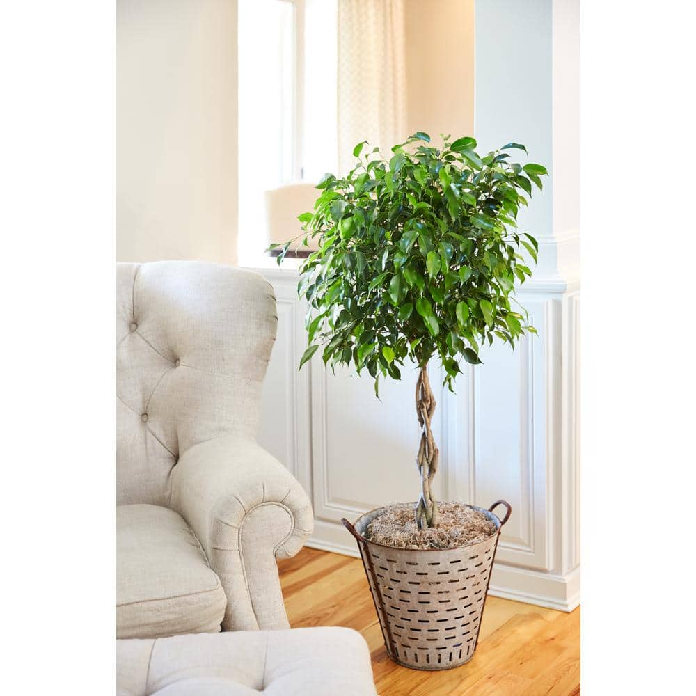 Benjamina Ficus Tree with Braided Trunk in Green Plastic Pot
