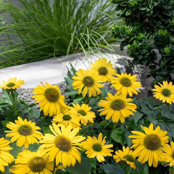 Vigoro 2 Qt. Echinacea Coneflower Sunseeker Citrus Yellow