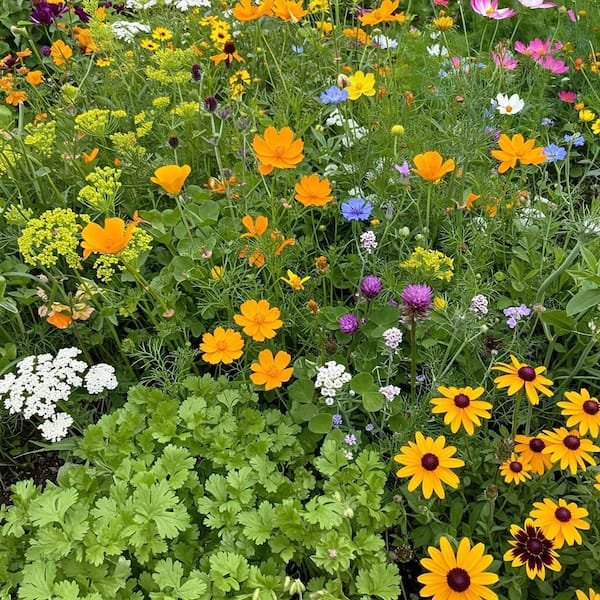 1 lb. Beneficial Bug Mix Bulk Wildflower Seeds