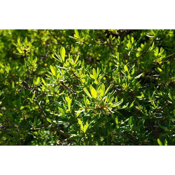2 Gal. Northern Bayberry (Myrica Pennsylvanica) Live Deciduous Shrub