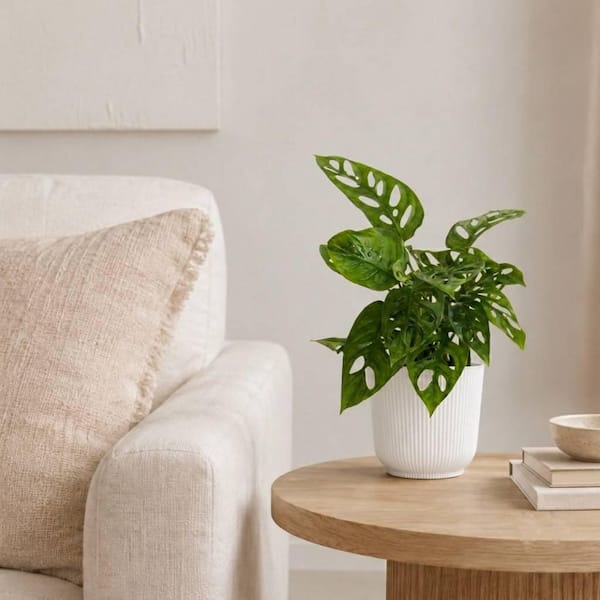 United Nursery Monstera adansonii Swiss Cheese Vine Live Plant in