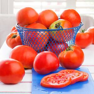 19 oz. Celebrity Tomato Plant