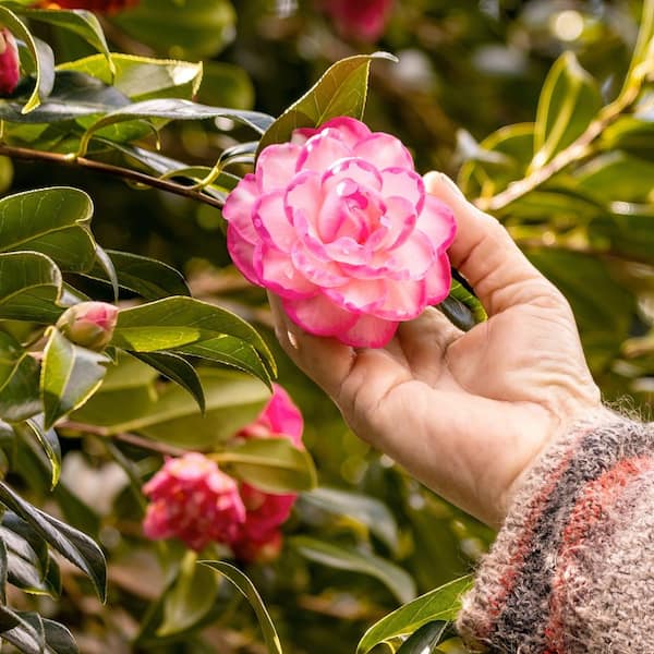 calathea rose Calathea Rosy Pink Prayer Plant Nursery 6"