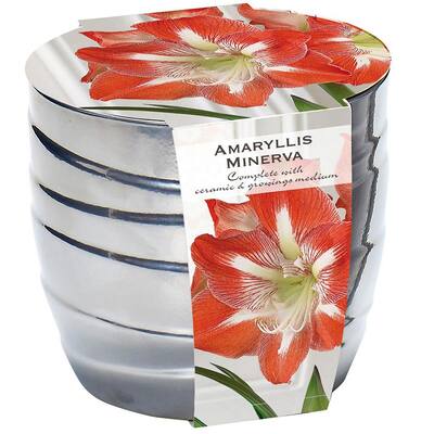 Minerva Amaryllis Kit with Silver Swirl Ceramic Planter