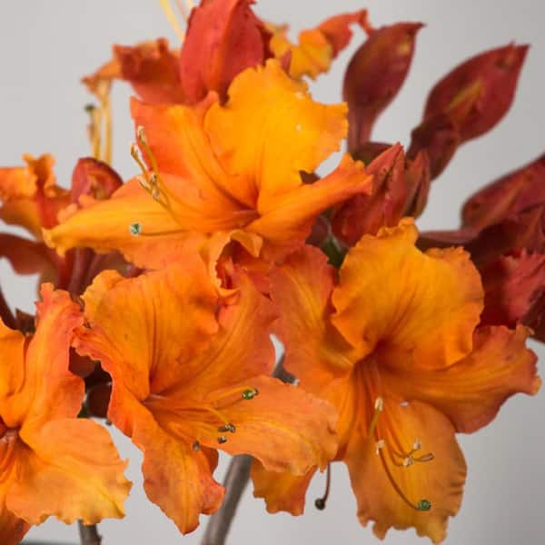 FLOWERWOOD 2.5 qt. Aromi Sunrise Native Azalea-Deciduous Shrub with Bright Orange Flowers