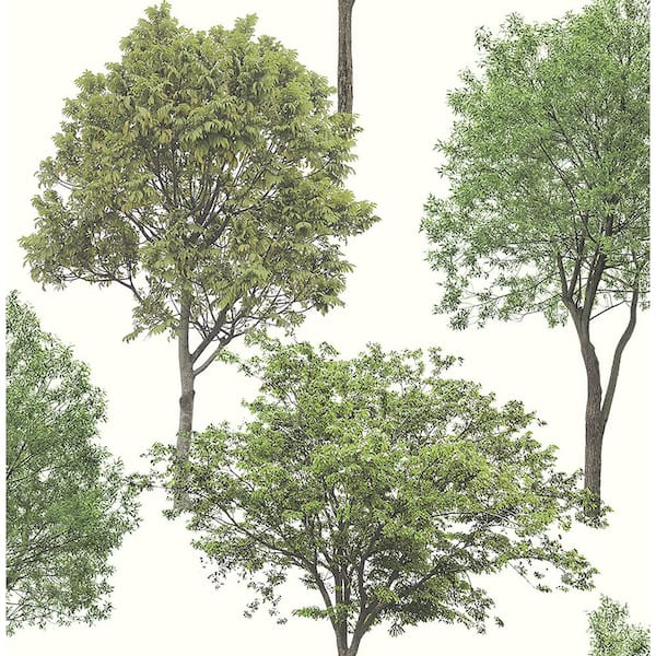 Brewster Tree Tops Green Photographic Tree Green Wallpaper Sample