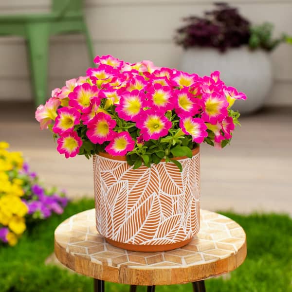 METROLINA GREENHOUSES 1.5 Pt. Petunia Supertunia Daybreak Charm