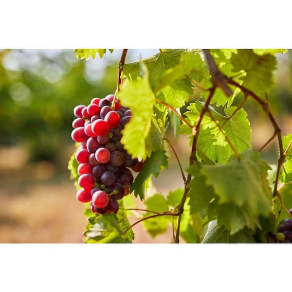 2 Gal. Catawba Grape Vine (Vitis) Live Fruit-Bearing Potted Plant, Red Grape Vine (1-Pack)