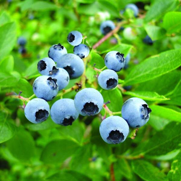 Bloomsz Northern High Bush Blueberries in Decorative Planter