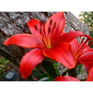 2.5 qt. Red Asiatic Lily Live Flowering Perennial Plant (3-Pack)