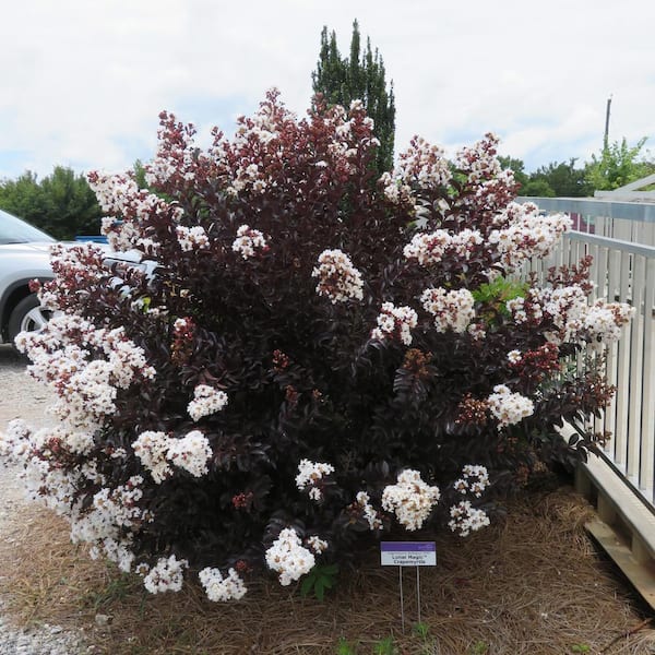 FIRST EDITIONS 2 Gal. Lunar Magic Crape Myrtle Flowering Shrub