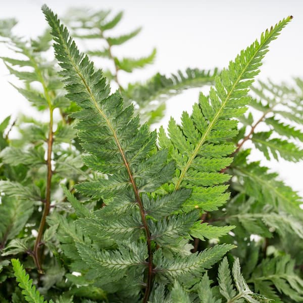 METROLINA GREENHOUSES #5 1 Qt. Japanese Painted Fern Plant 9451
