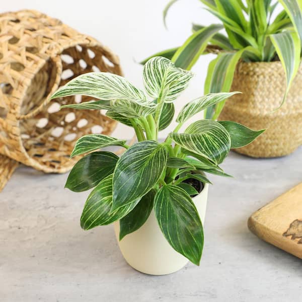 black leaves on philodendron Black Gold Philodendron For Sale – Logee's Plants