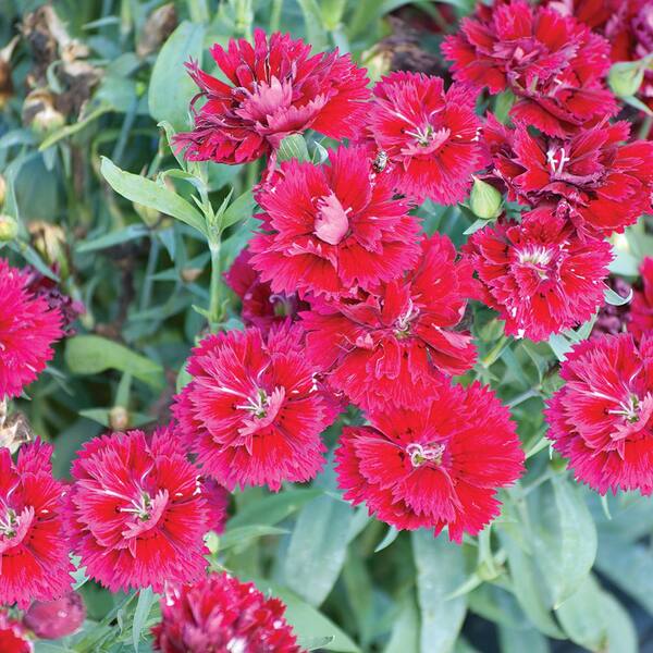 1.23 Gal. Rose Dianthus Hanging Basket 32930 The Home Depot