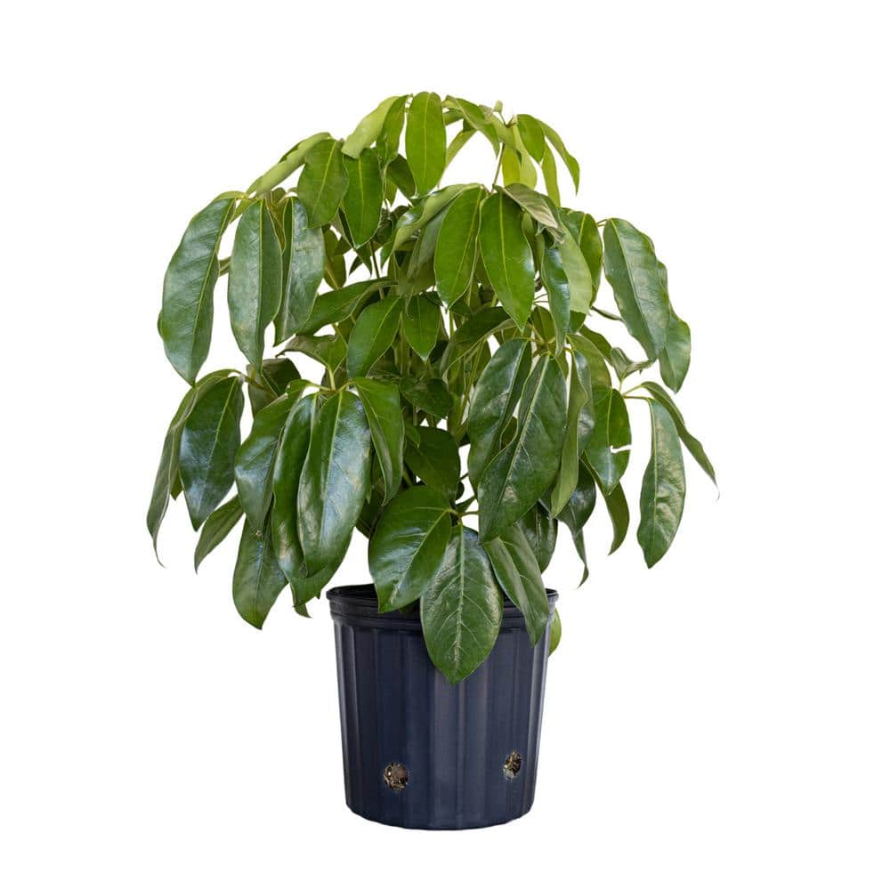 United Nursery Schefflera Amate Umbrella Plant in 9.25 inch Grower