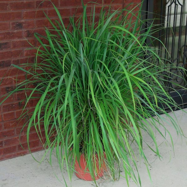 Lemon Grass Plant (4-Piece)