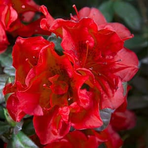 2 Gal. Autumn Fire Shrub with True Red Reblooming Flowers