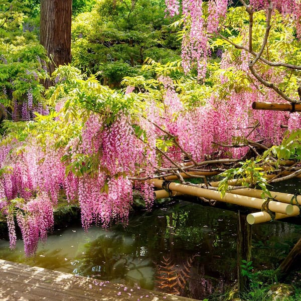national PLANT NETWORK 1 gal. Pink Wisteria Plant with Pink Flowers  (4-Pack) HD1302B - The Home Depot