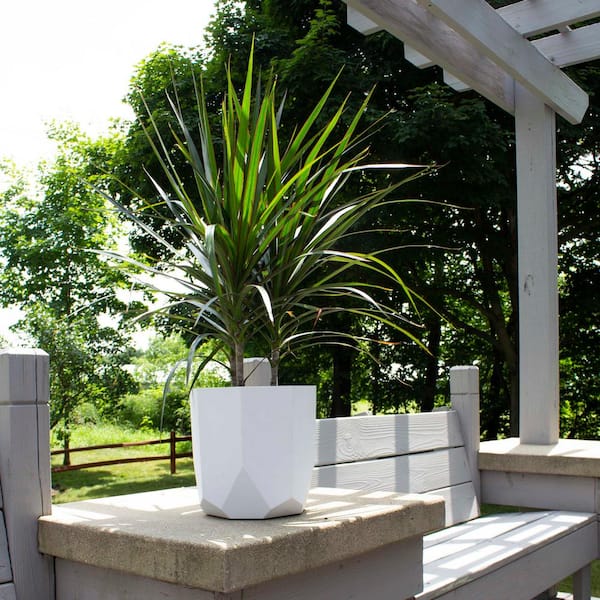 Ferns 'N' Petals 2 layer Lucky Bamboo Plant In Brass Metal Pot : :  Garden & Outdoors