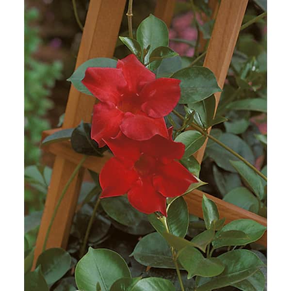 BELL NURSERY #6 2.5 Qt. Red Rocktrumpet Live Plant