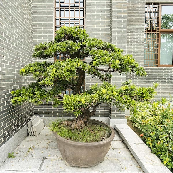 #7 Pot Yew Podocarpus Macrophyllus Evergreen Shrub