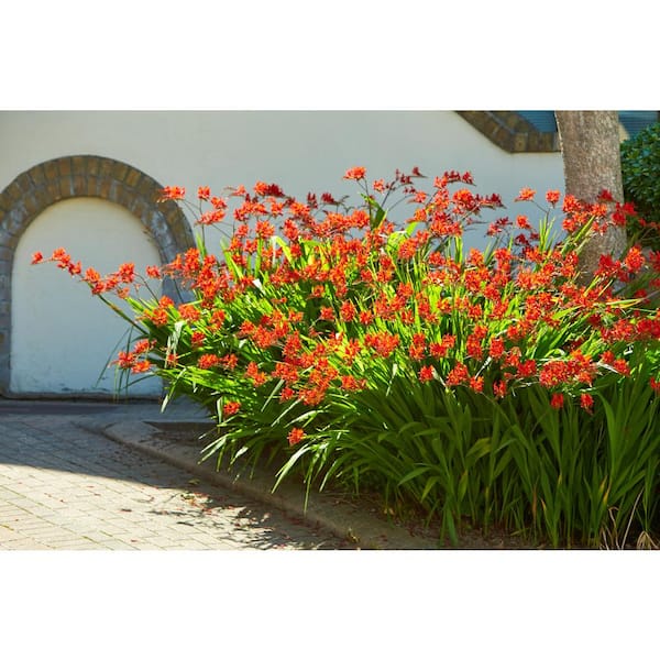 【現品】マクロザミア・コムニス　Macrozamia communis　9号R4 現品】マクロザミア・コムニス Macrozamia communis 9号R4 KOHSHIN LSB