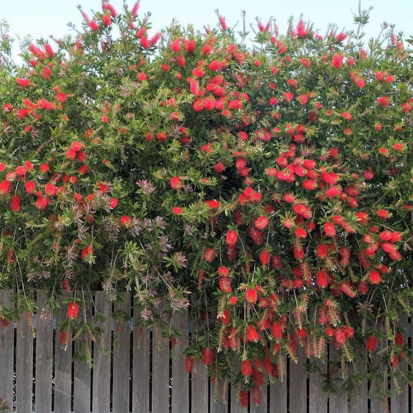1 gal. Bottlebrush Shrub with Red Flowers (8-Pack)