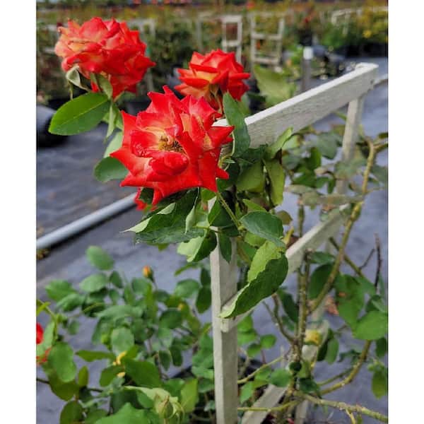 Pure Beauty Farms 3 Gal. Rose Assorted Colors with Trellis Climber in 12 in. Grower's Pot