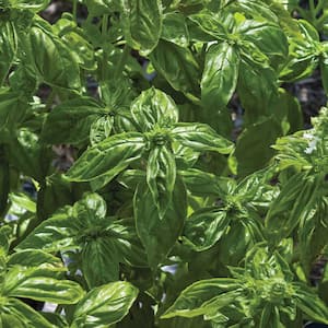 4.5 in. Super Sweet Genovese Basil Herb Plant
