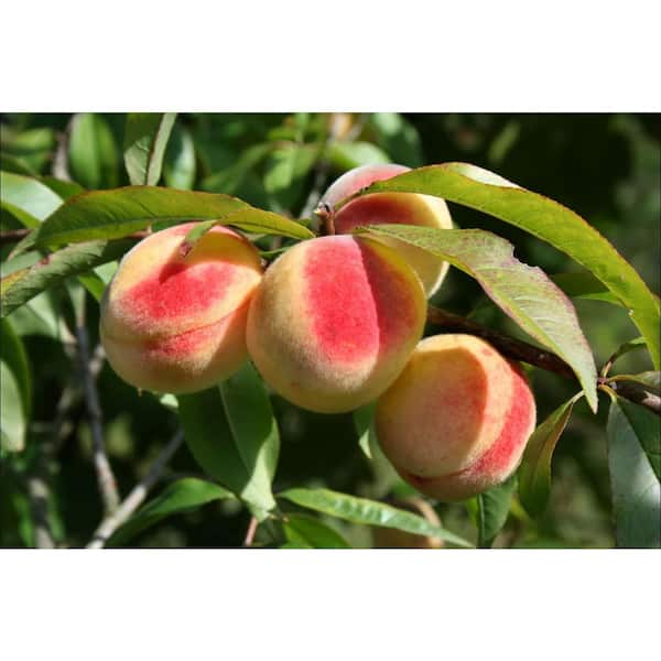 Online Orchards Semi Dwarf Canadian Harmony Peach Tree - 3 ft.