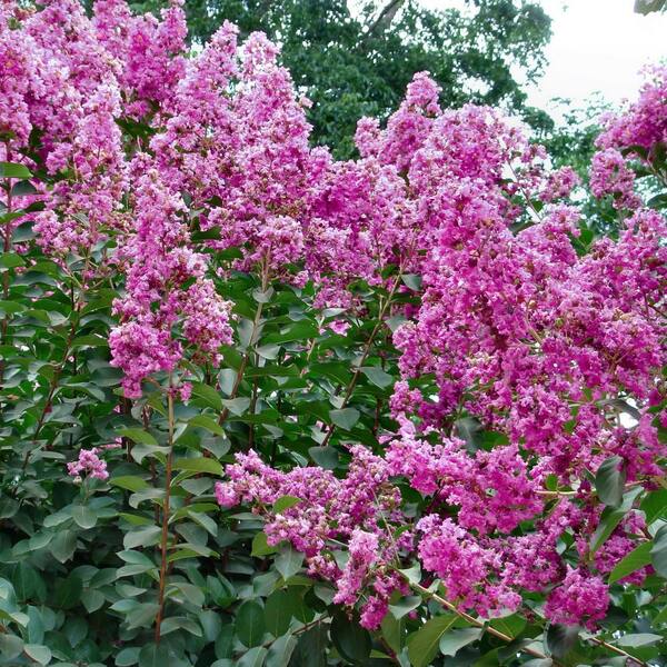 national PLANT NETWORK 2.25 gal. Crepe Myrtle Enduring Fuchsia Shrub with Pink Flowers