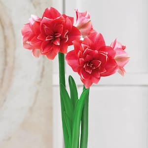 4 in. Bulb Double Dream Amaryllis Dormant Pink Flowering (1-Pack)