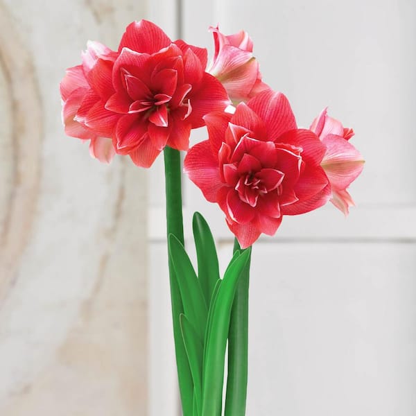 Breck's 4 in. Bulb Double Dream Amaryllis Dormant Pink Flowering (1-Pack)