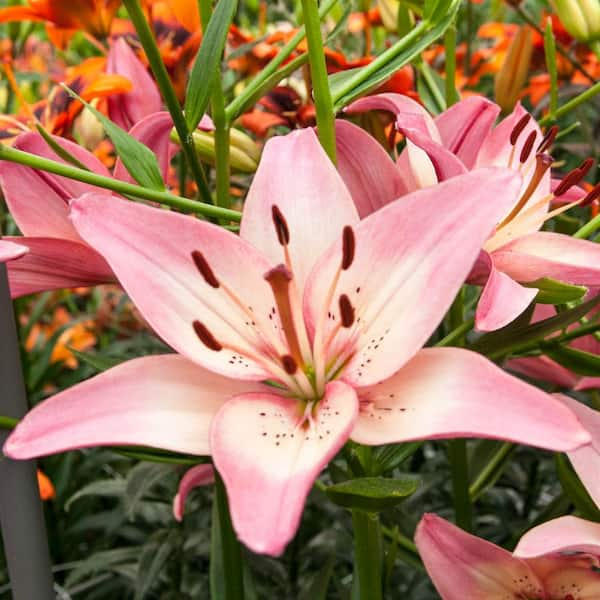 Breck's Asiatic Lily Collection Bulbs Mixture (15-Pack) 60874 - The ...