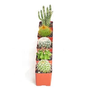Assortment of Hand Selected Fully Rooted Live Indoor Cacti Plants (5-Pack)