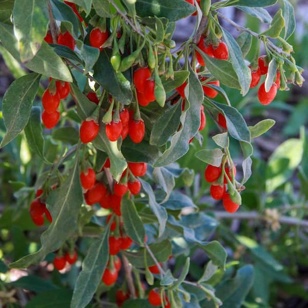 Gurney's 1 Gal. Pot, Goji Berry (Lycium) Bush, Live Potted Fruit Bearing Plant (1-Pack)