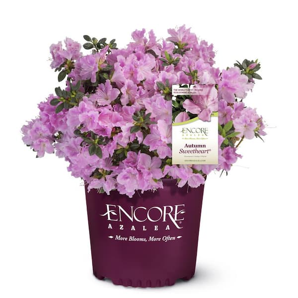 ENCORE AZALEA 1 Gal. Autumn Sweetheart - Pink Re-Blooming Compact Evergreen Shrub