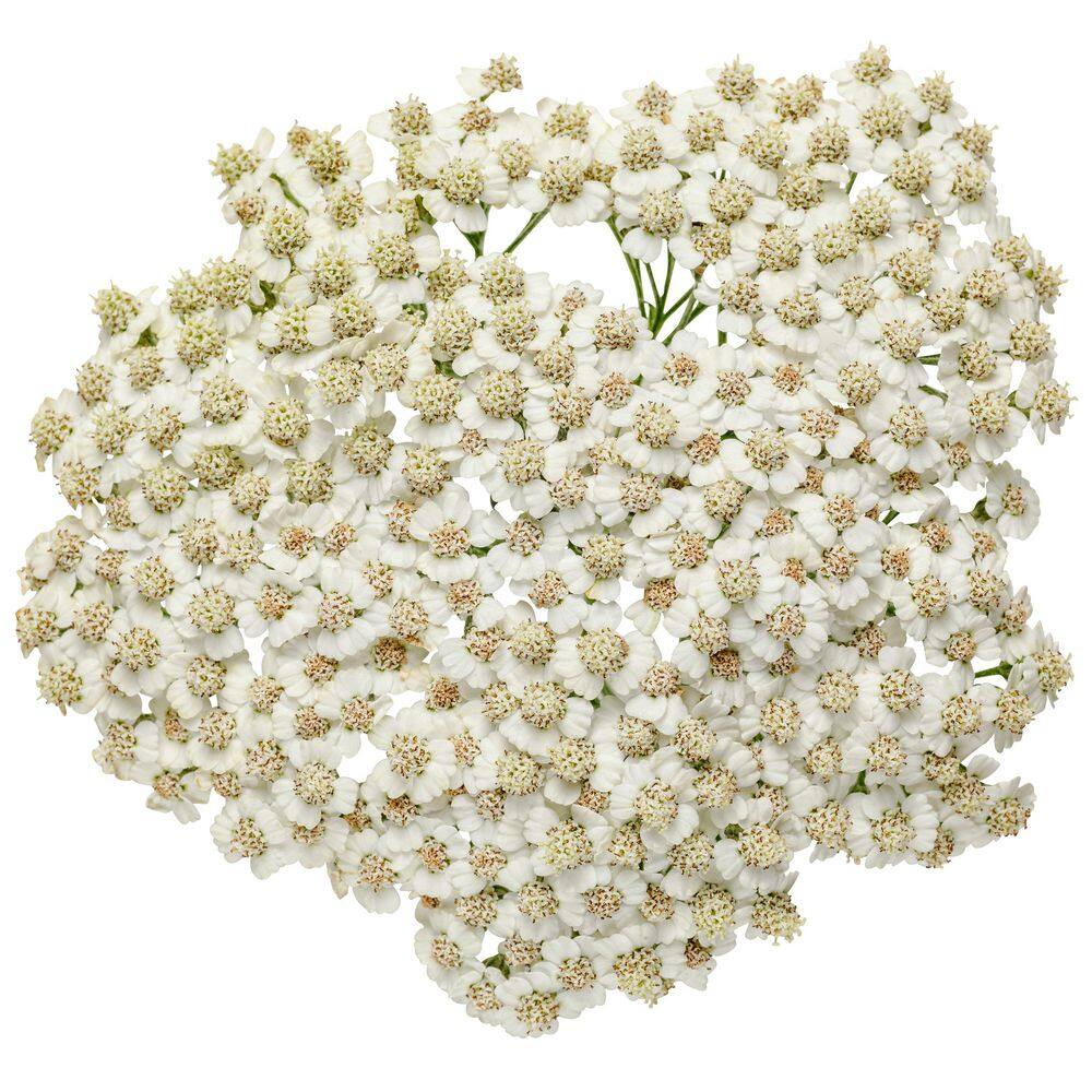 Ivory White Achillea Hybrid Yarrow Plant in 1-Gallon Pot